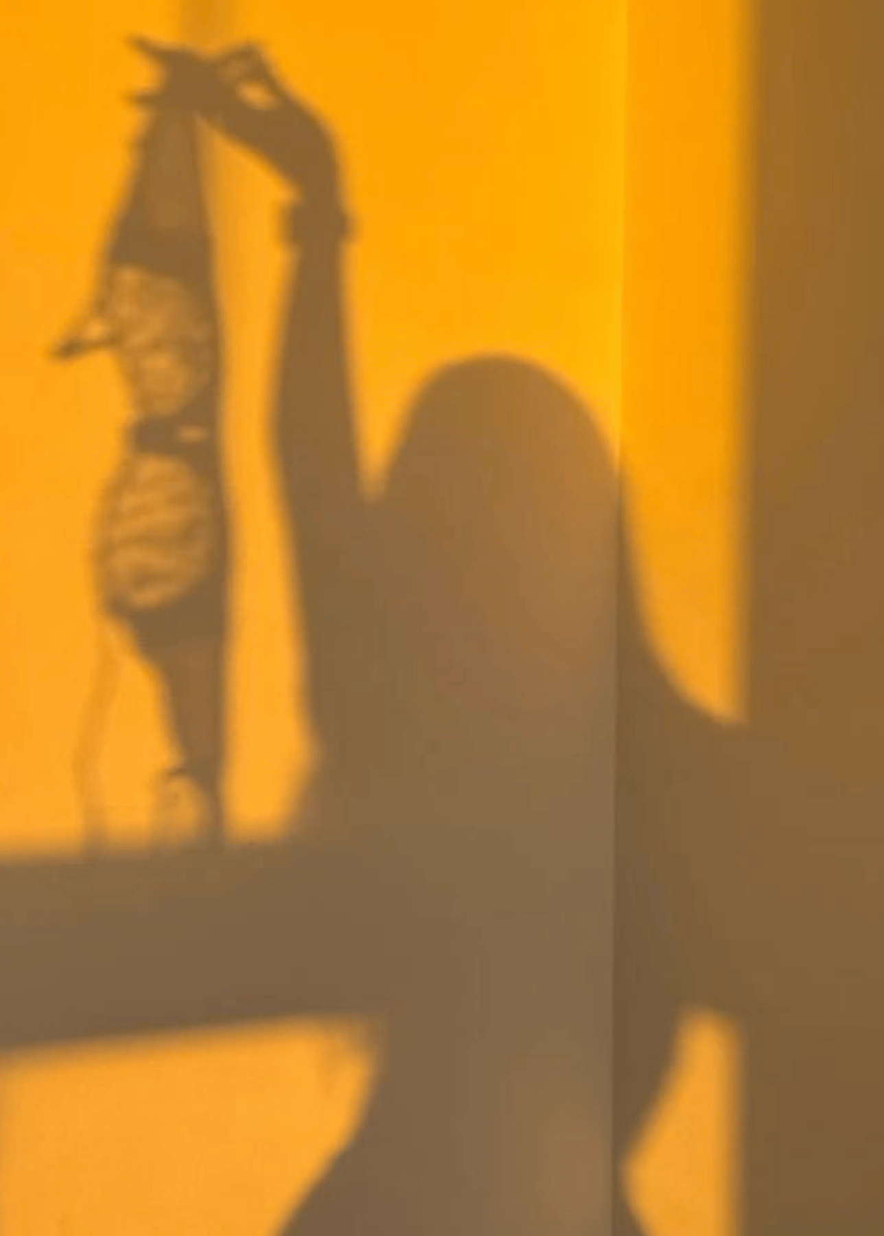 Je vous accompagne, individuellement ou en couple, pour comprendre vos difficultés, dépasser vos blocages et retrouver une sexualité plus apaisée, libre et assumée — dans un cadre bienveillant et sans jugement.